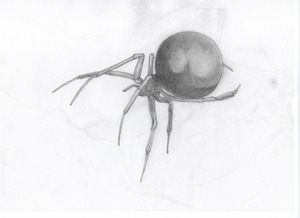 widow_spider